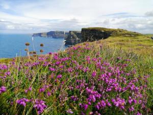 a field of pink flowers in front of the ocean at Puffin rooms in Lisdoonvarna