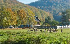 eine Gruppe Hirsche, die auf einem Feld vor einem Haus spazieren in der Unterkunft Pension Margarete in Handthal