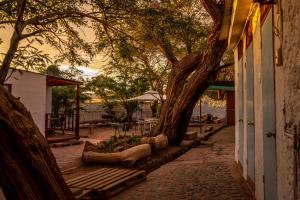 圣佩德罗·德·阿塔卡马La Casa del Sol Naciente的坐在大楼旁长凳上的树 更多79张照片