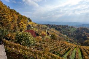 a view of a vineyard on a hill at Vineyard Cottage Ucman in Otočec