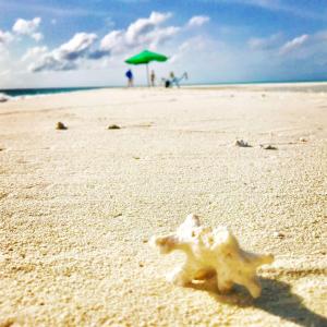 a starfish on a sandy beach with a green umbrella at Santa Rosa Village in Thulusdhoo