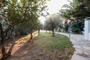 un cane che si trova nell'erba vicino agli alberi di Golden Beach Studios & Suites a Città di Tinos