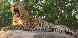 a leopard laying on a rock with its mouth open at Moon Light Guest House in Tissamaharama