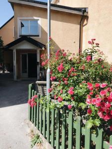 a green fence in front of a house with pink roses at Birkagatan - Visby Lägenhetshotell in Visby +4 photos