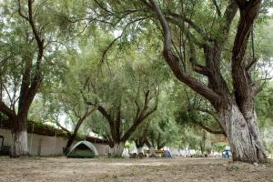 a group of trees with a tent in the background at Camping Koula in Parikia