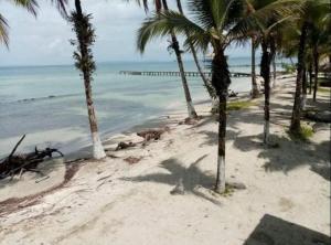 Gallery image of Buccaneer Resort in Bocas del Toro