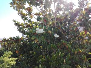 a tree with white flowers on it at B & B La Magnolia in Specchiolla
