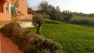 ein grünes Feld mit einem Haus und einem Baum im Gras in der Unterkunft Apartments Beba in Privlaka