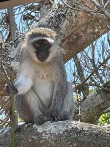 a monkey sitting on a branch of a tree at 7th Heaven in Tugela Mouth +4 photos