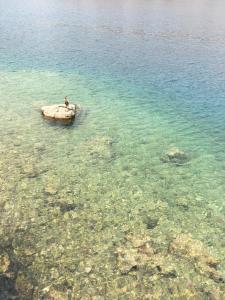 a bird sitting on a boat in the water at Symi . VILLA CALME (Sur la Mer). in Symi