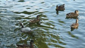a group of ducks swimming in the water at La Rivière Meublé de Tourisme 2 étoiles in Laroche-Saint-Cydroine