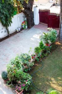 a garden with potted plants in a yard at Falcon guest house in Bharatpur