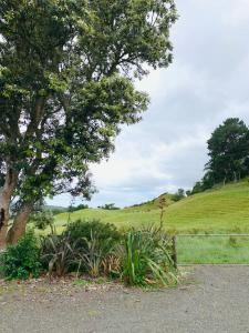 a grassy hill with a tree and a field at Aranui Farmstay in Waitomo Caves