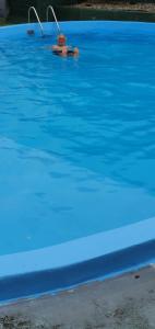 a man swimming in a large blue pool at Maple Lodge Motel in Matamata