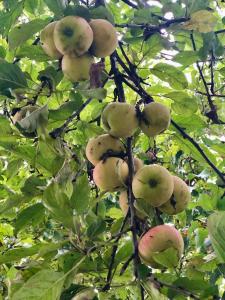 a bunch of apples hanging from a tree at B&B Driel in Driel
