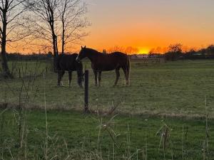 deux chevaux debout dans un champ au coucher du soleil dans l'établissement B&B Driel, à Driel
