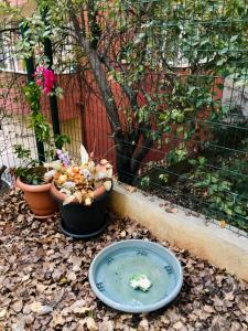 a blue plate sitting on the ground next to potted plants at Lovely Escape House in a Frame with Garden in Istanbul