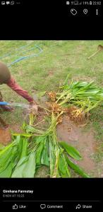 Billede fra billedgalleriet på Gimhana farmstay i Ihalawewa