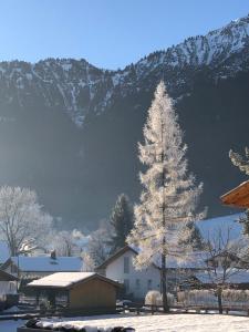un árbol cubierto de nieve frente a una montaña en Landhaus „Divija Haus“ Ferienwohnung en Pfronten