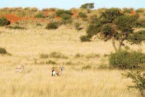 two antelopes grazing in a field of tall grass at Gondwana Kalahari Anib Lodge in Hardap