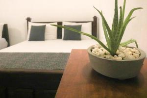 a potted plant sitting on a table next to a bed at Thidasa Holiday Resort in Anuradhapura