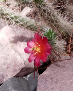 JuellaにあるCabaña Flor de Cardón-Juella.の岩の上に座るピンクの花