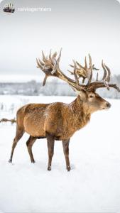 Gallery image of More Guesthouse in More