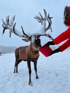a person is feeding a reindeer in the snow at More Guesthouse in More