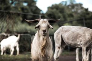 a goat with long horns standing in a field at The Bearded Dragon Boutique Hotel in Mount Tamborine