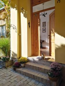 un chat assis sur les marches d'une maison dans l'établissement Šomin Lagum Vila, à Sremski Karlovci