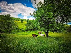 zwei Pferde stehen auf einem Feld neben einem Baum in der Unterkunft Agrovillage in Labaşinţ