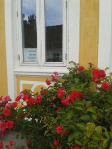 Zahrada ubytování Belvedere B&B
