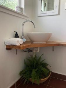 La salle de bains est pourvue d'un lavabo et d'une plante. dans l'établissement Strasbourge Cottage, à Martinborough