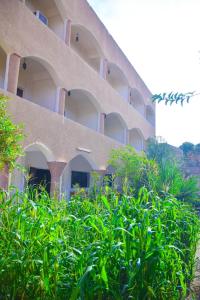 een gebouw met groene planten ervoor bij Rose Guest House in Luxor