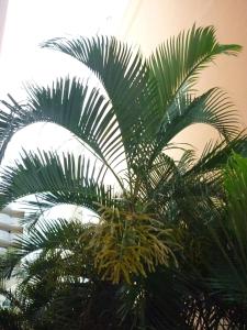 una palmera verde sentada en una habitación en blue and yellow, appartement au calme, avec piscine, WIFI, en Saint-Denis