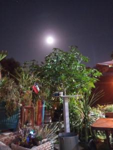 Taman di luar Selva Hospedaje