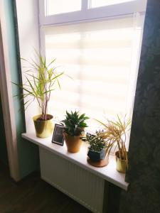 um peitoril de janela com vasos de plantas sentados sobre ele em Apartament Santo Bartolomeo em Toruń