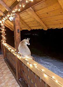 Billede fra billedgalleriet på Cabana Drumul Voievodului i Vulcan