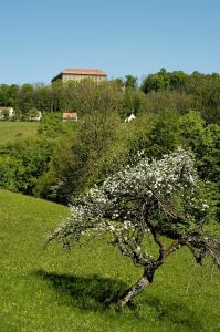 Zahrada ubytování Gasthof Adler