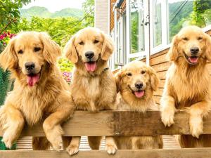 un grupo de cuatro perros sentados en una valla en Pension Asanebou, en Minakami