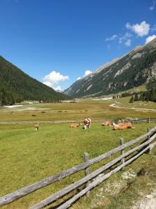 un grupo de vacas yaciendo en un campo junto a una valla en Haus Renswouw, en Hollersbach im Pinzgau