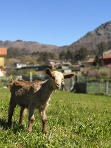 Domáce zviera alebo zvieratá hostí v ubytovaní Hogar Gallán