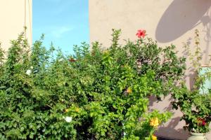 A garden outside Clios House