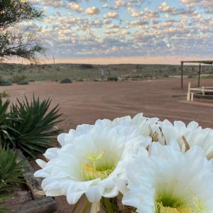 a group of white flowers in front of a parking lot at White Cliffs Underground Motel in White Cliffs