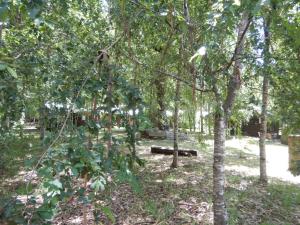 um parque com um banco no meio das árvores em Entre Hualles y Pellines em Pucón