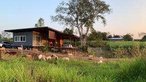 a herd of sheep grazing in front of a house at ฟาร์มแกะภูกระดึง Waraporn Valley in Ban Nong Tum