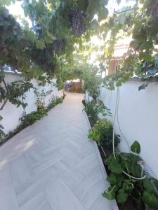 Vườn quanh Vila Xhipe