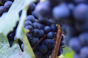 a bunch of purple grapes on the vine at Casa Branzele in Trezzo Tinella