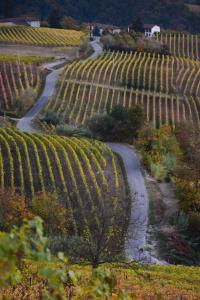 un camino sinuoso a través de un viñedo en las colinas en Casa Branzele, en Trezzo Tinella