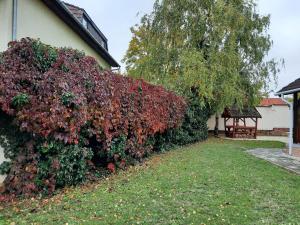 Vonkajšia záhrada v ubytovaní Lívia Apartman Hévíz + 5 fotografií